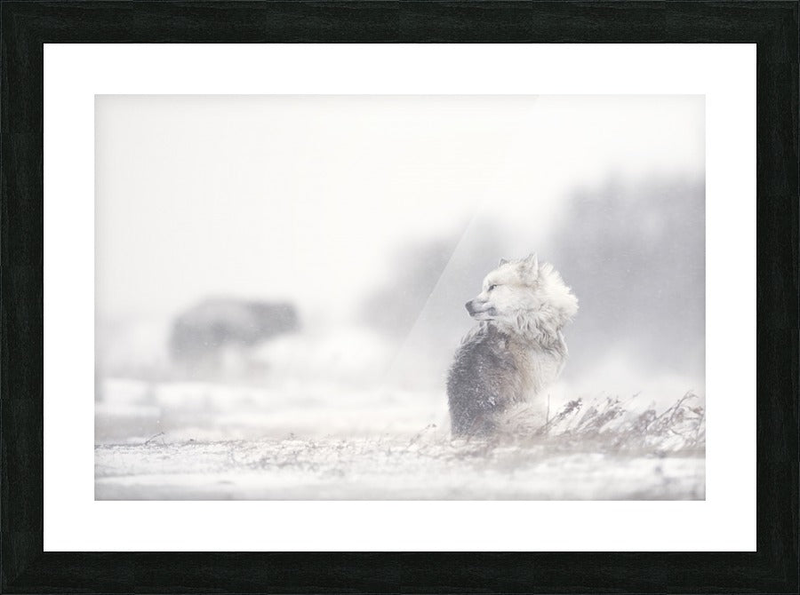 145972 :: Framed Print