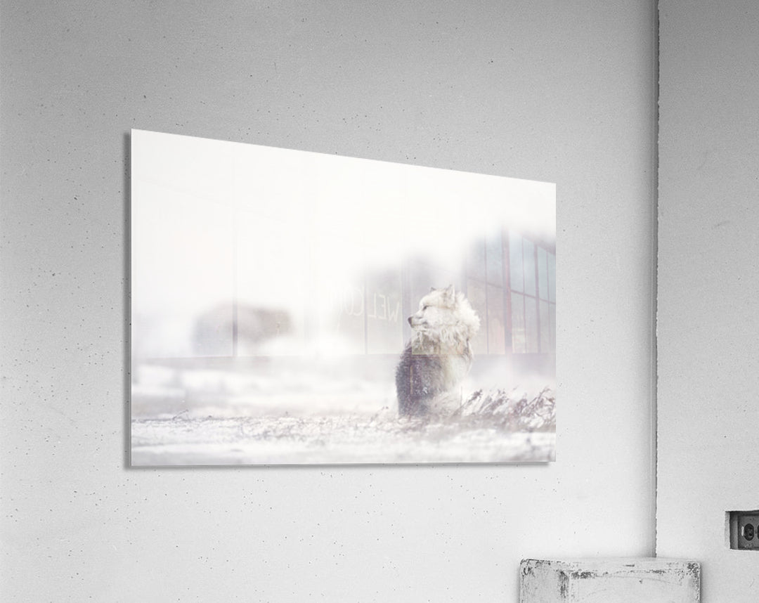 145972 :: Acrylic Print