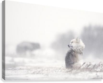 145972 :: Giclée Stretched Canvas Print