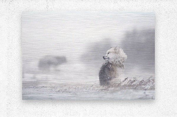 145972 :: Brushed Metal Print