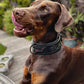 ''BATMAN'' collar-2