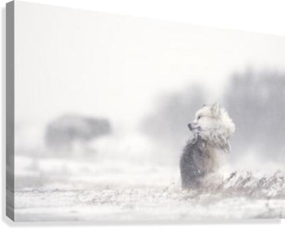 145972 :: Giclée Stretched Canvas Print
